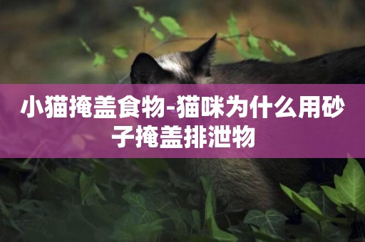 小猫掩盖食物-猫咪为什么用砂子掩盖排泄物